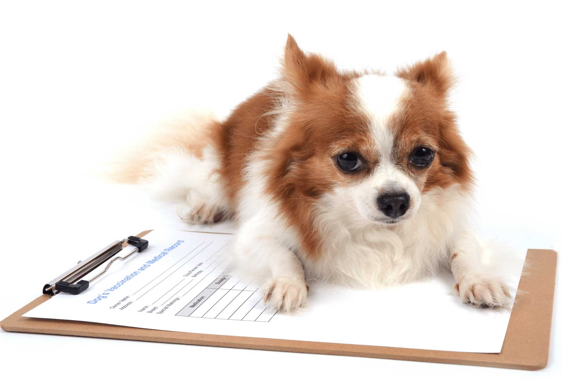 Debunking Pet Vaccine Myths