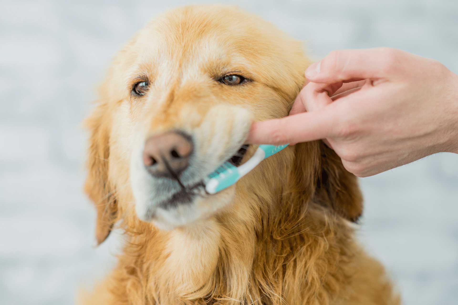 Preparing for Emergencies with Your Pet
